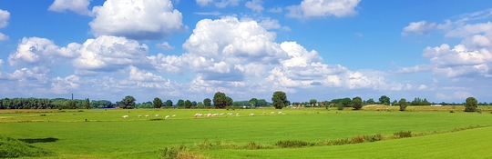 Weiland schapen lucht 540x175