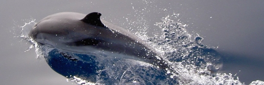 dolfijn, Foto: Theo Buijsrogge