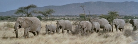 olifantenkudde-540x175