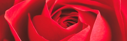 kern van een roos